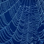 7719383-web