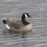 wpid-still-goose-2008-09-15-15-23.png