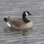 goose