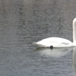 wpid-still-swan-2008-09-15-15-23.png