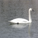 swan