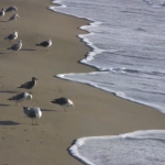 seagull-still
